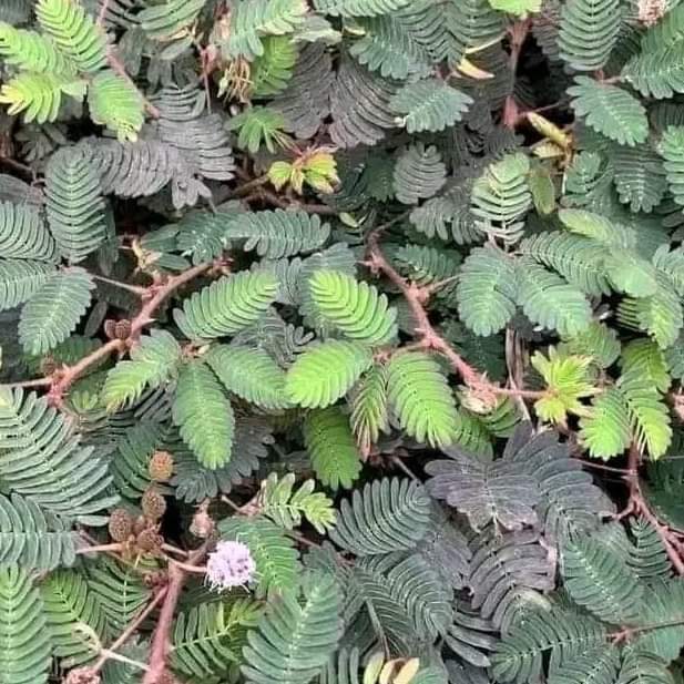 Sensitive Plant (LajwantiLajvanti) Unveiling the Secrets of this Shy Botanical Wonder, onehealthassist.com